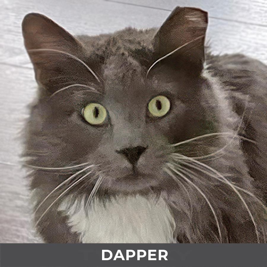 Dapper, ADOPTABLE, Adult Male Domestic Long Hair.