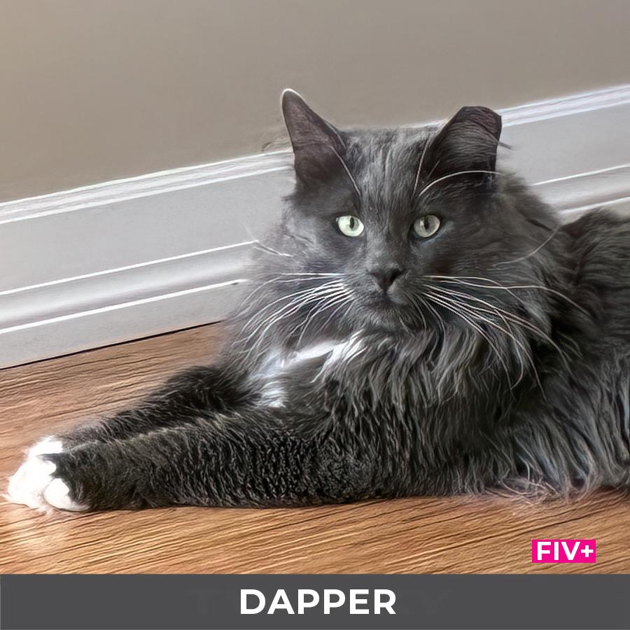 Dapper, ADOPTABLE, Adult Male Domestic Long Hair.