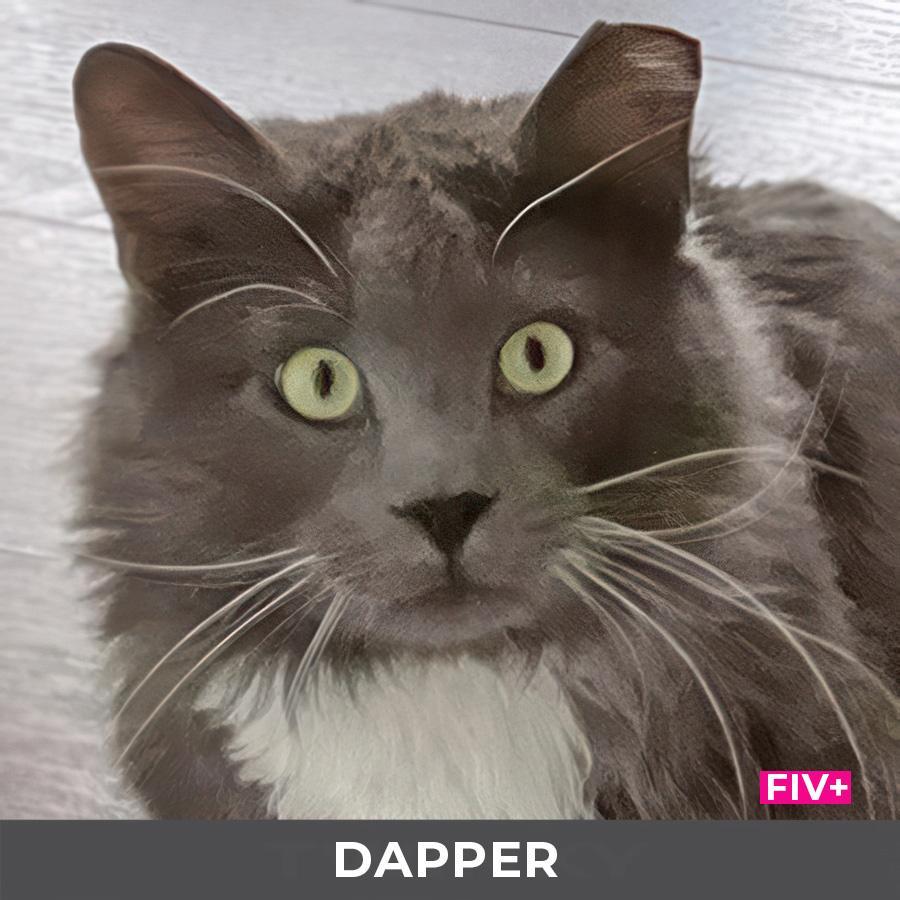 Enlarge Dapper, a ADOPTABLE Domestic Long Hair in Etobicoke, ON image 2/6