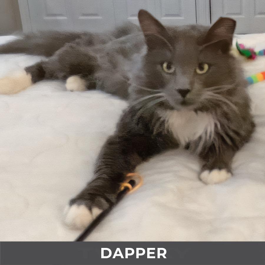 Dapper, a ADOPTABLE Domestic Long Hair in Etobicoke, ON image 2/5
