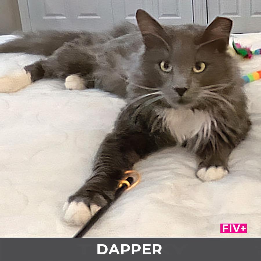 Enlarge Dapper, a ADOPTABLE Domestic Long Hair in Etobicoke, ON image 4/6