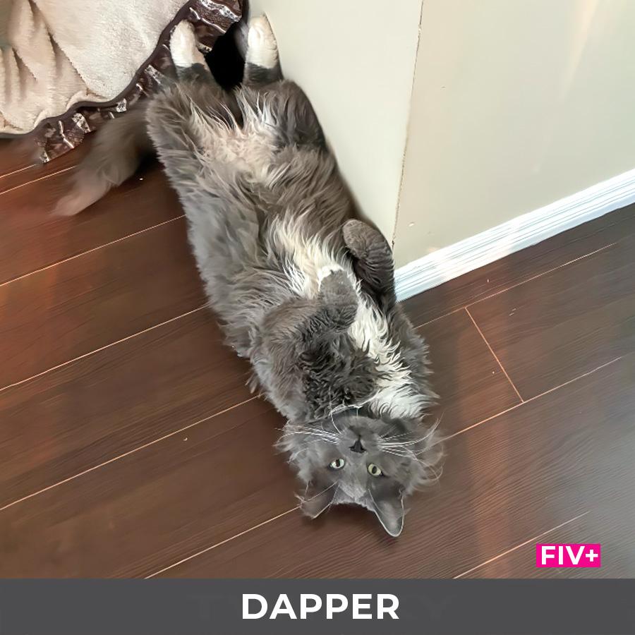 Enlarge Dapper, a ADOPTABLE Domestic Long Hair in Etobicoke, ON image 5/6