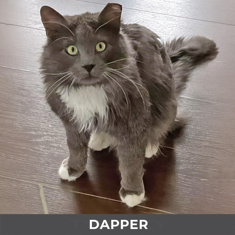 Dapper, a ADOPTABLE Domestic Long Hair in Etobicoke, ON image 3/5