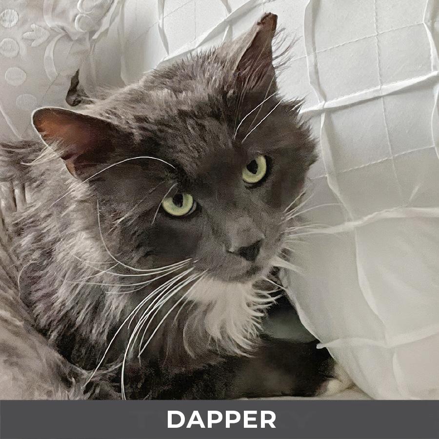 Dapper, a ADOPTABLE Domestic Long Hair in Etobicoke, ON image 4/5