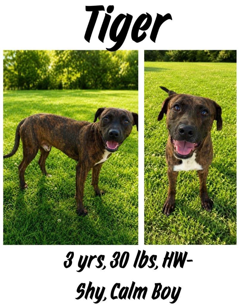 Tiger, Adoptable, Adult Male Plott Hound & Mountain Cur.
