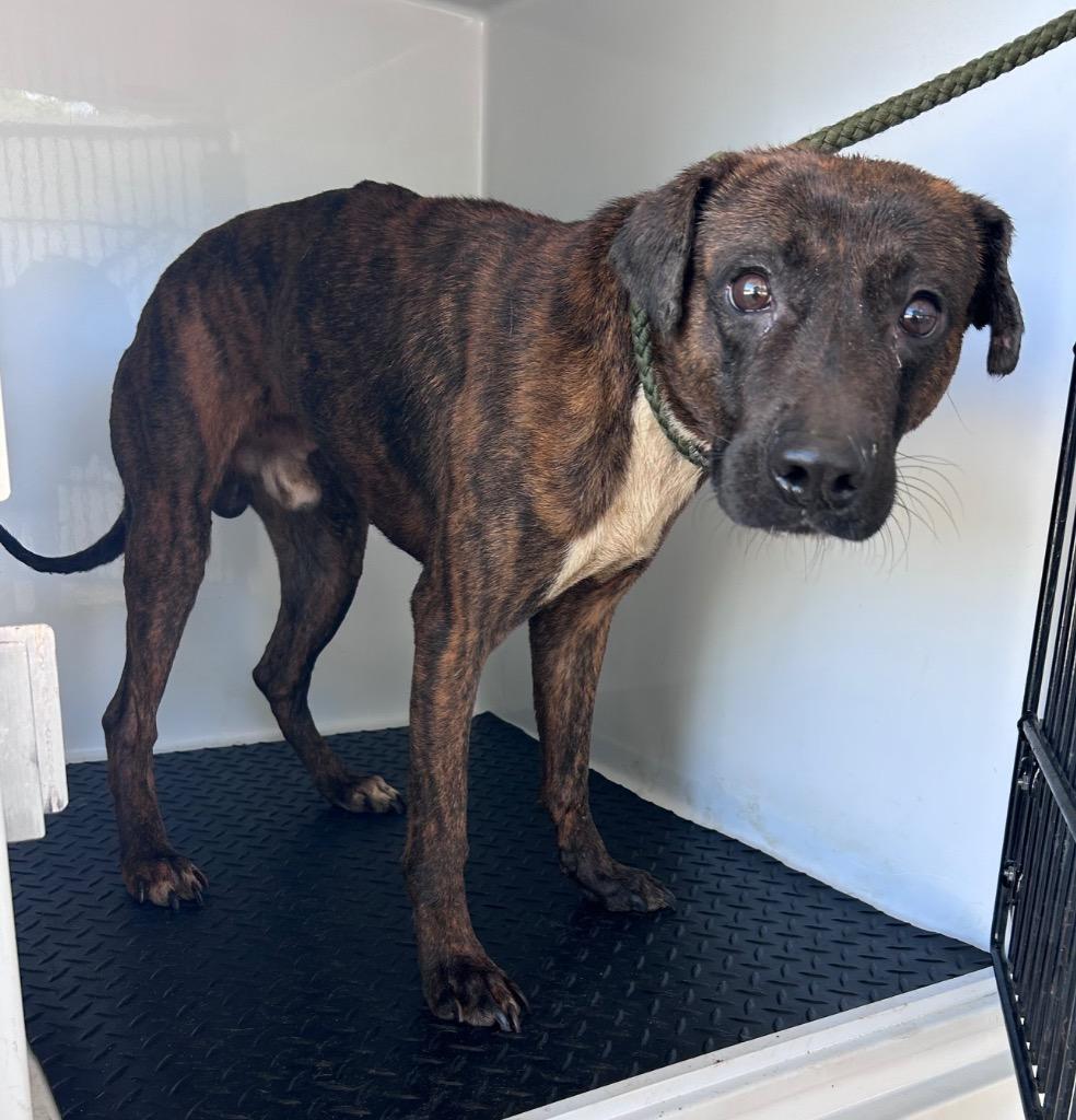 Enlarge Tiger, a Adoptable mixed breed in Albany, GA image 2/6