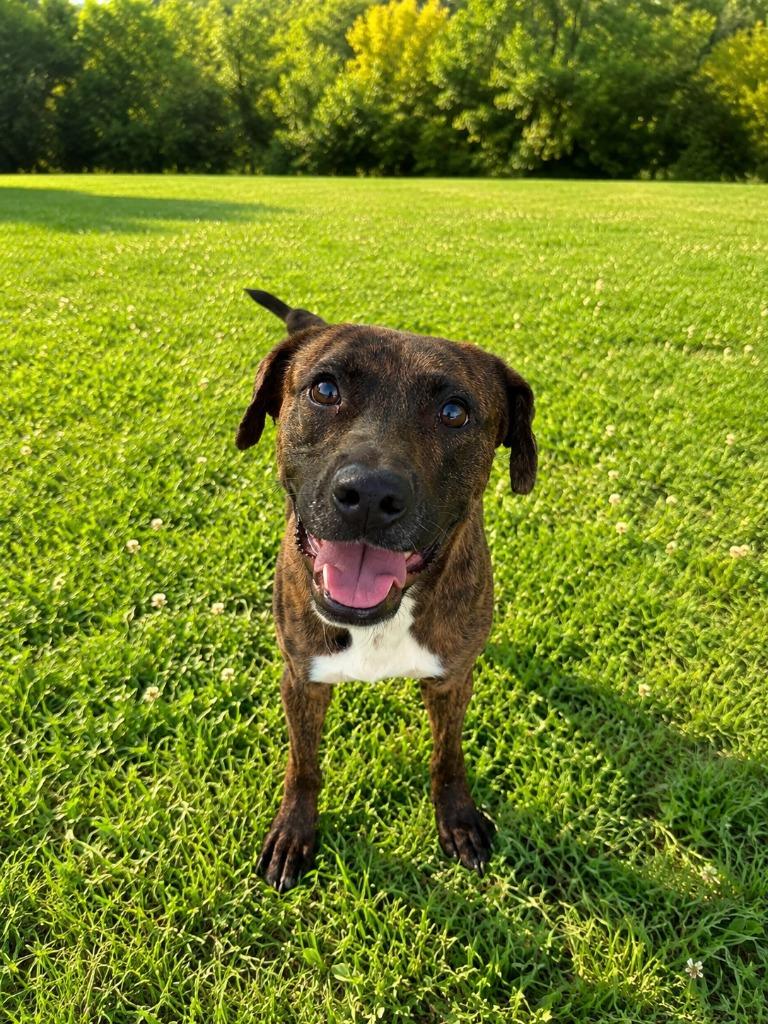Enlarge Tiger, a Adoptable mixed breed in Albany, GA image 6/6
