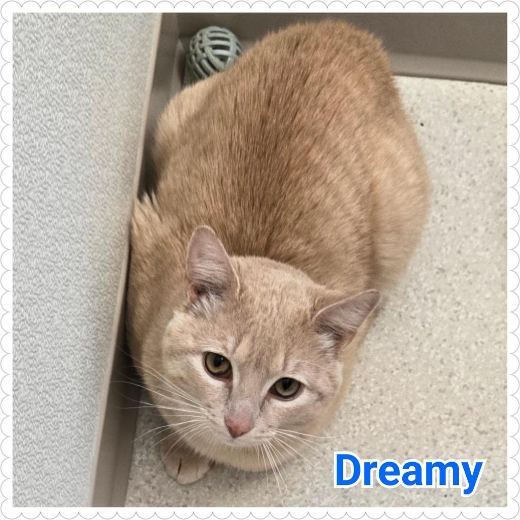 Dreamy, a Adoptable mixed breed in North Saint Paul, MN image 2/4