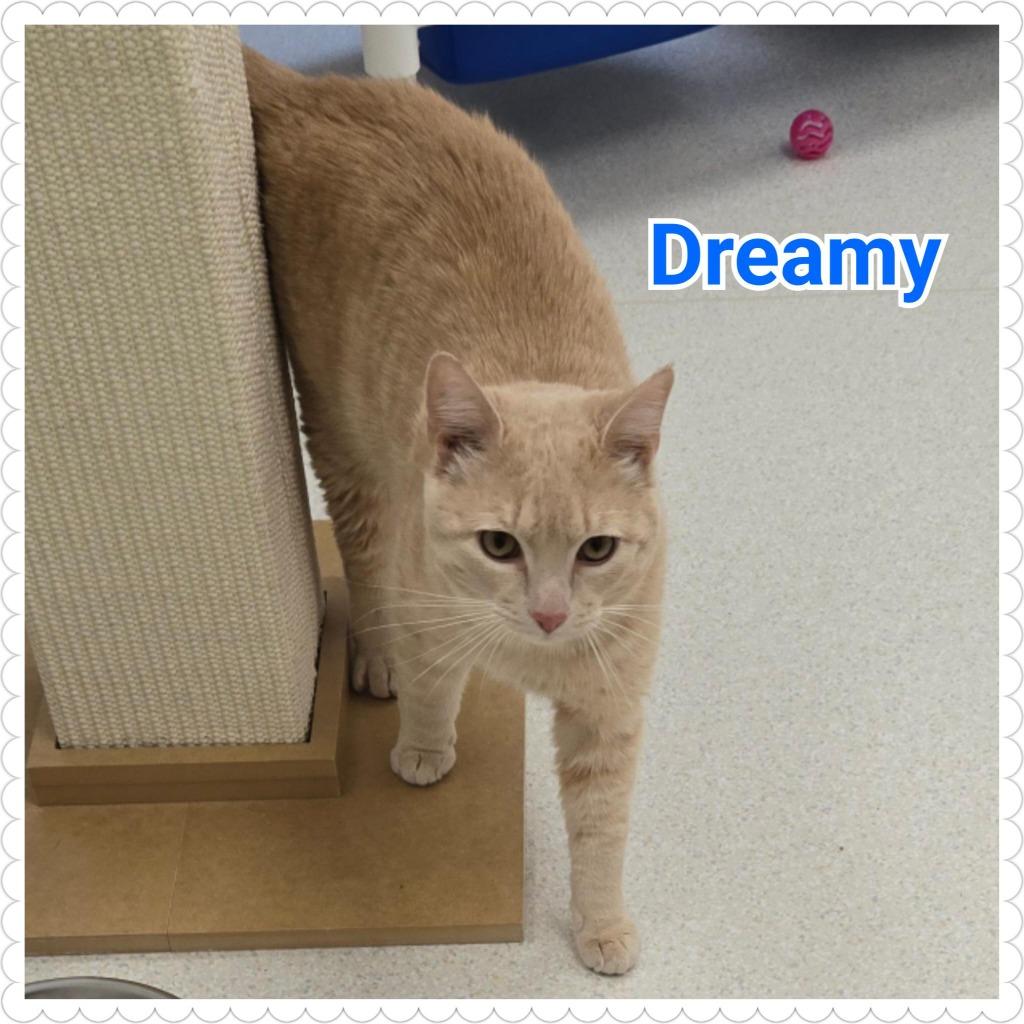 Dreamy, a Adoptable mixed breed in North Saint Paul, MN image 1/4