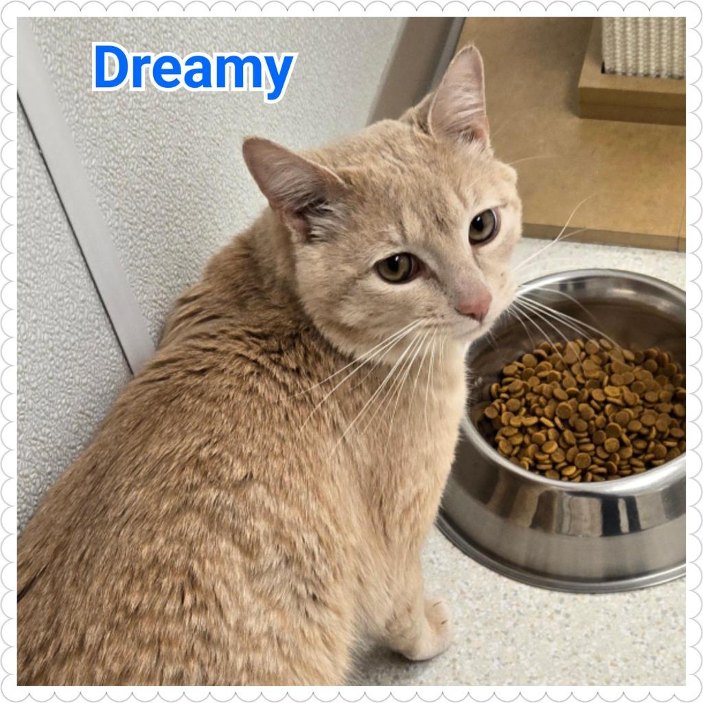 Dreamy, a Adoptable mixed breed in North Saint Paul, MN image 3/4