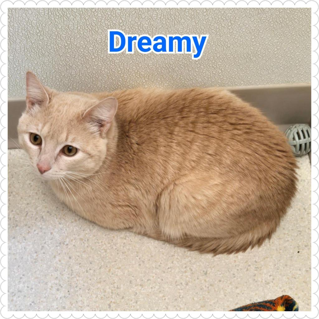 Dreamy, a Adoptable mixed breed in North Saint Paul, MN image 4/4