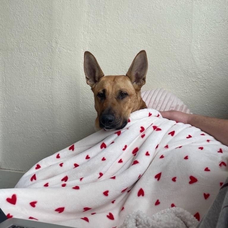 Sasha, an adoptable Belgian Shepherd / Malinois in Onalaska, WI, 54650 | Photo Image 6