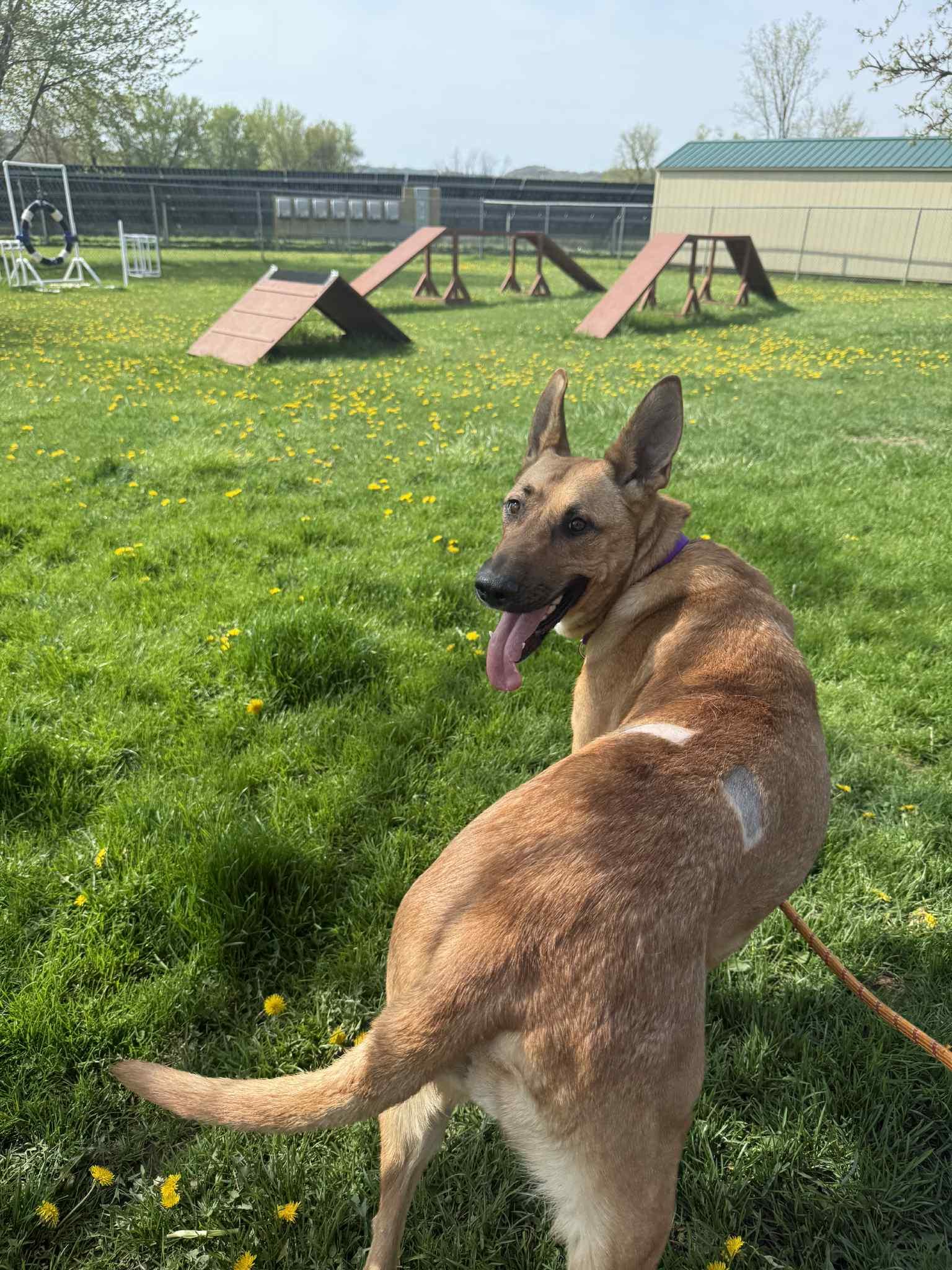 Sasha, an adoptable Belgian Shepherd / Malinois in Onalaska, WI, 54650 | Photo Image 4