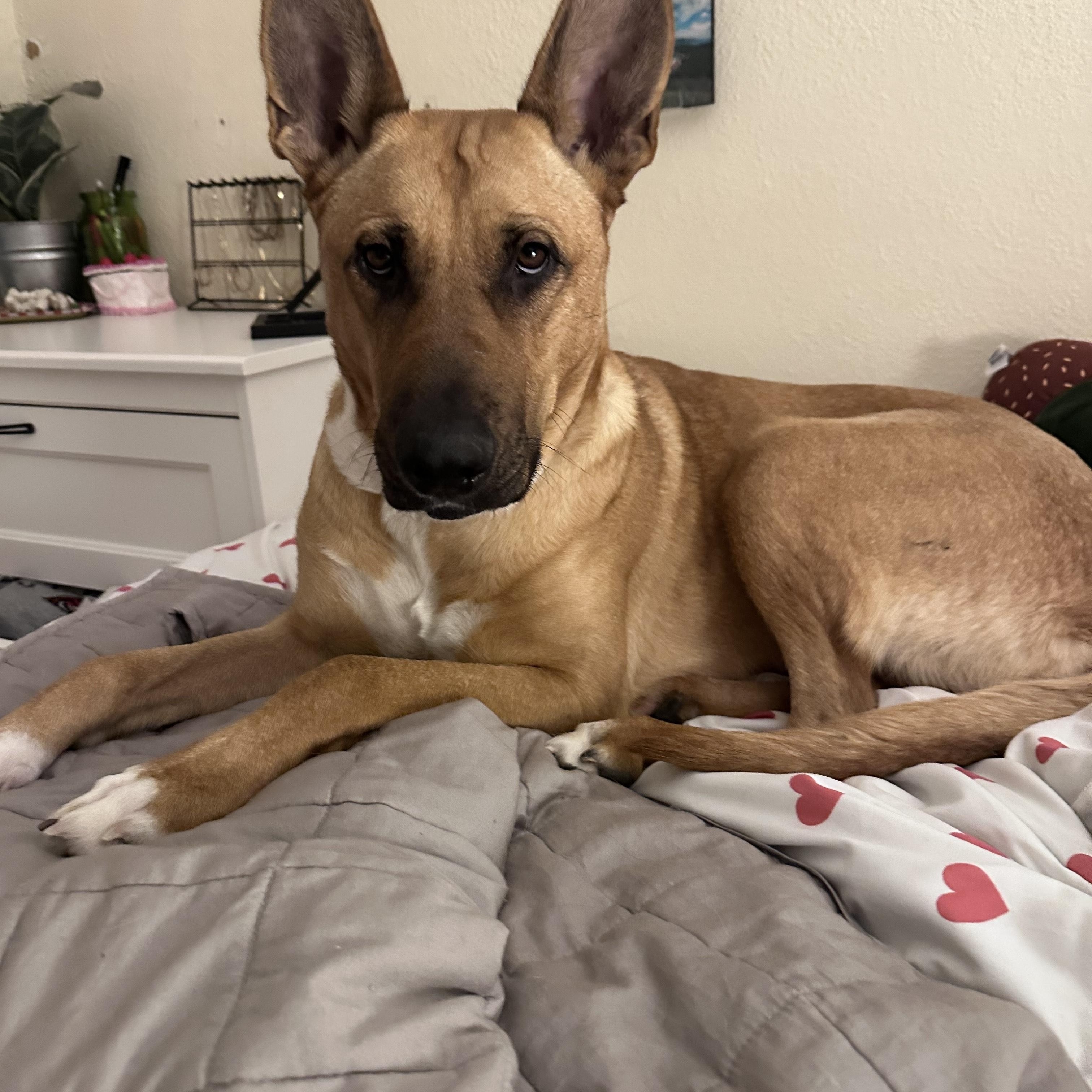 Sasha, an adoptable Belgian Shepherd / Malinois in Onalaska, WI, 54650 | Photo Image 5