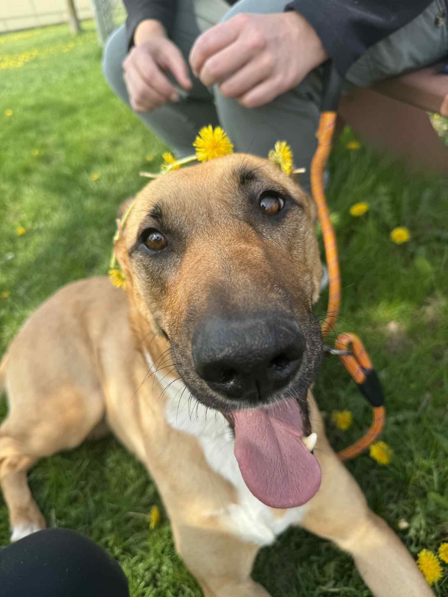 Sasha, an adoptable Belgian Shepherd / Malinois in Onalaska, WI, 54650 | Photo Image 3