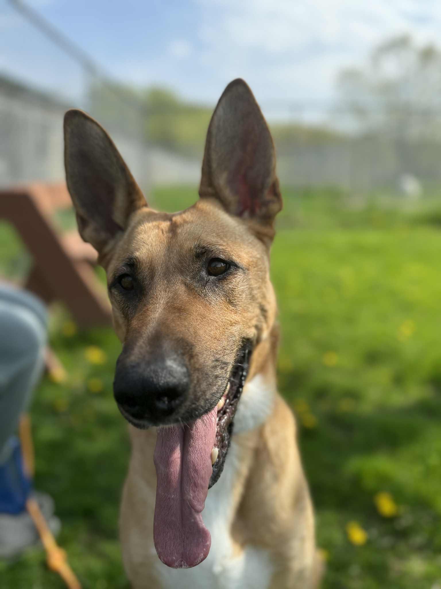 Sasha, an adoptable Belgian Shepherd / Malinois in Onalaska, WI, 54650 | Photo Image 2