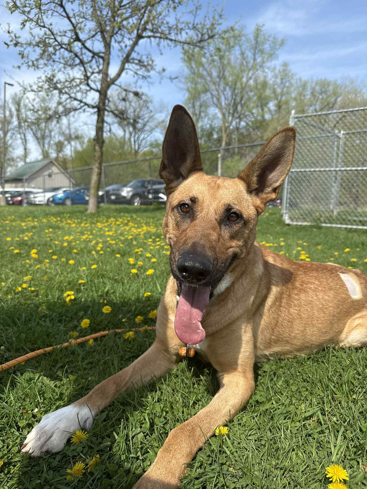 Sasha, an adoptable Belgian Shepherd / Malinois in Onalaska, WI, 54650 | Photo Image 1