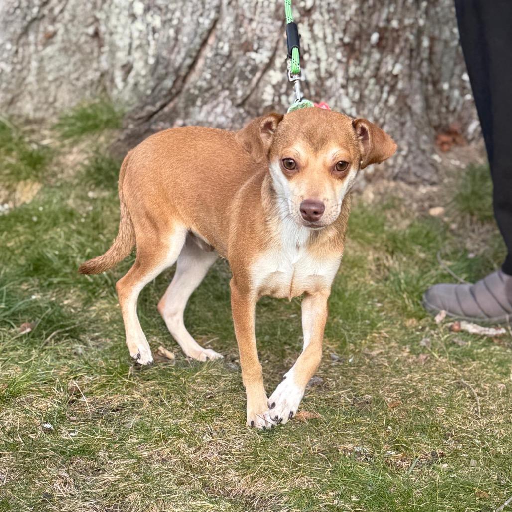 JOSS, Adoptable, Young Male Terrier.
