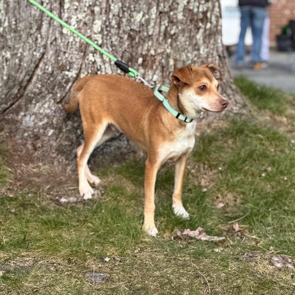 Enlarge JOSS, a Adoptable Terrier in Atco, NJ image 3/5