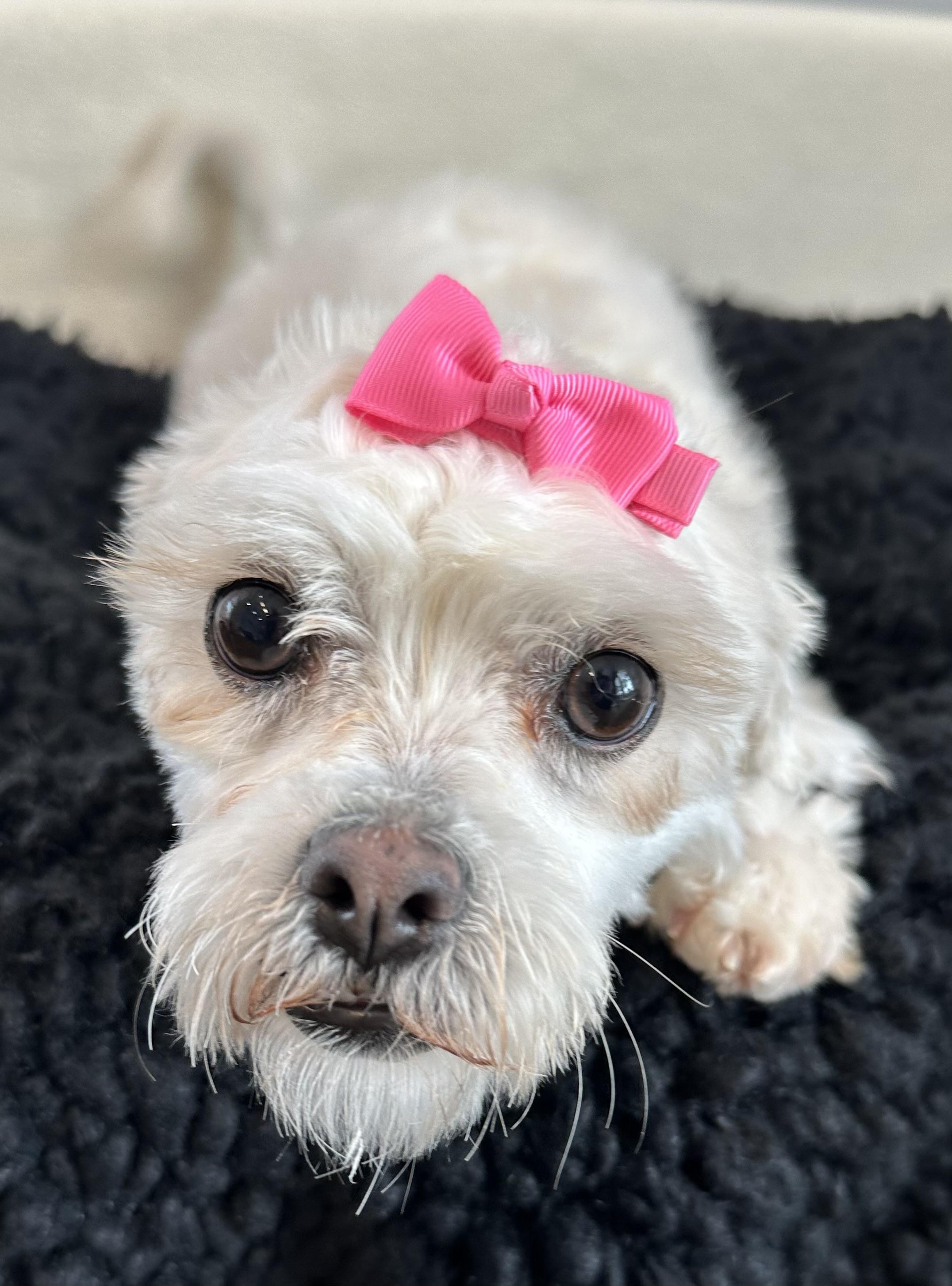 Mia, adopted, Young Female Maltese & Shih Tzu.