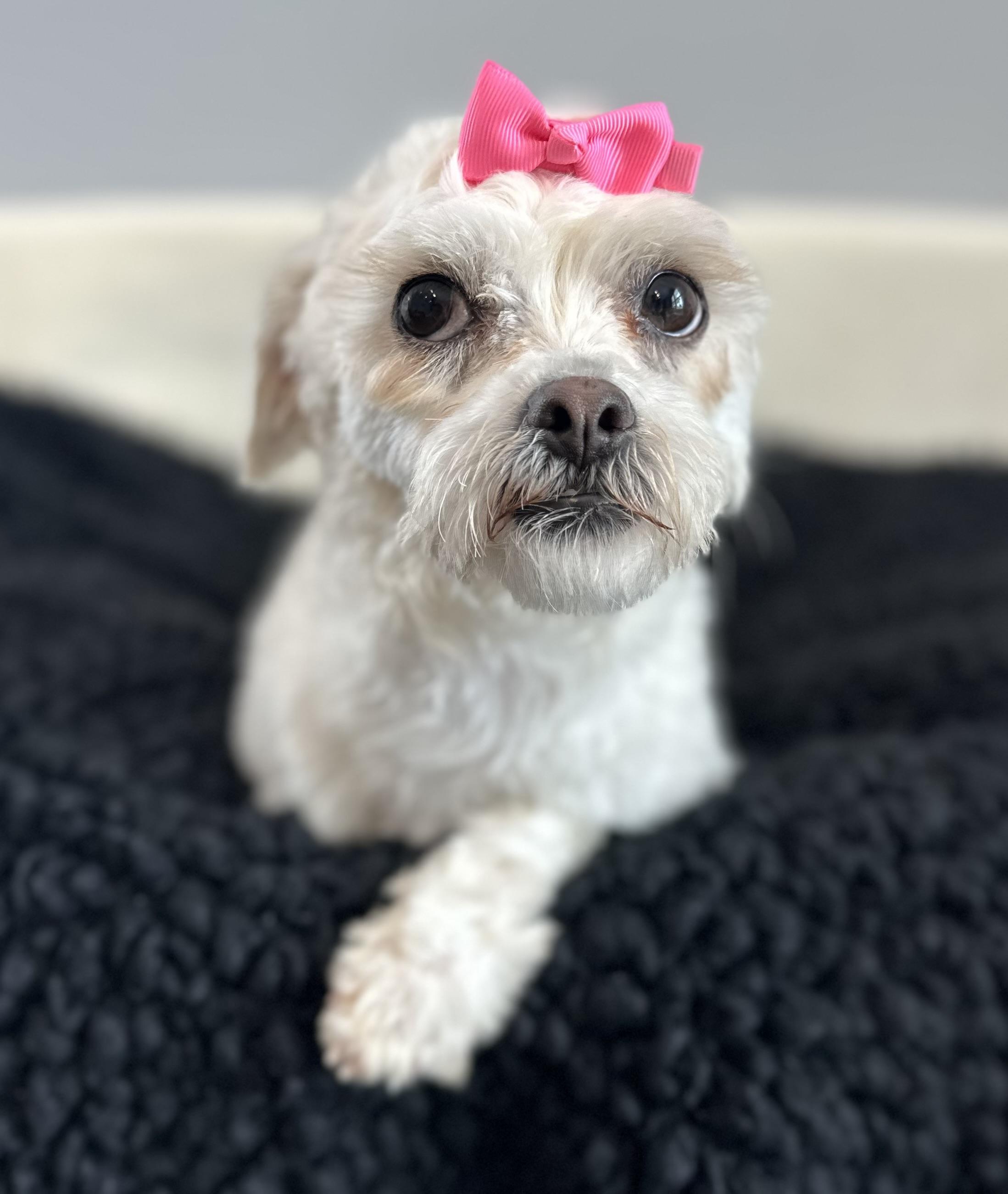 Enlarge Mia, an adopted mixed breed in Lawrenceville, GA image 2/3