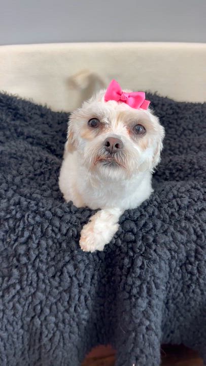 Enlarge Mia, an adopted mixed breed in Lawrenceville, GA video 3/3