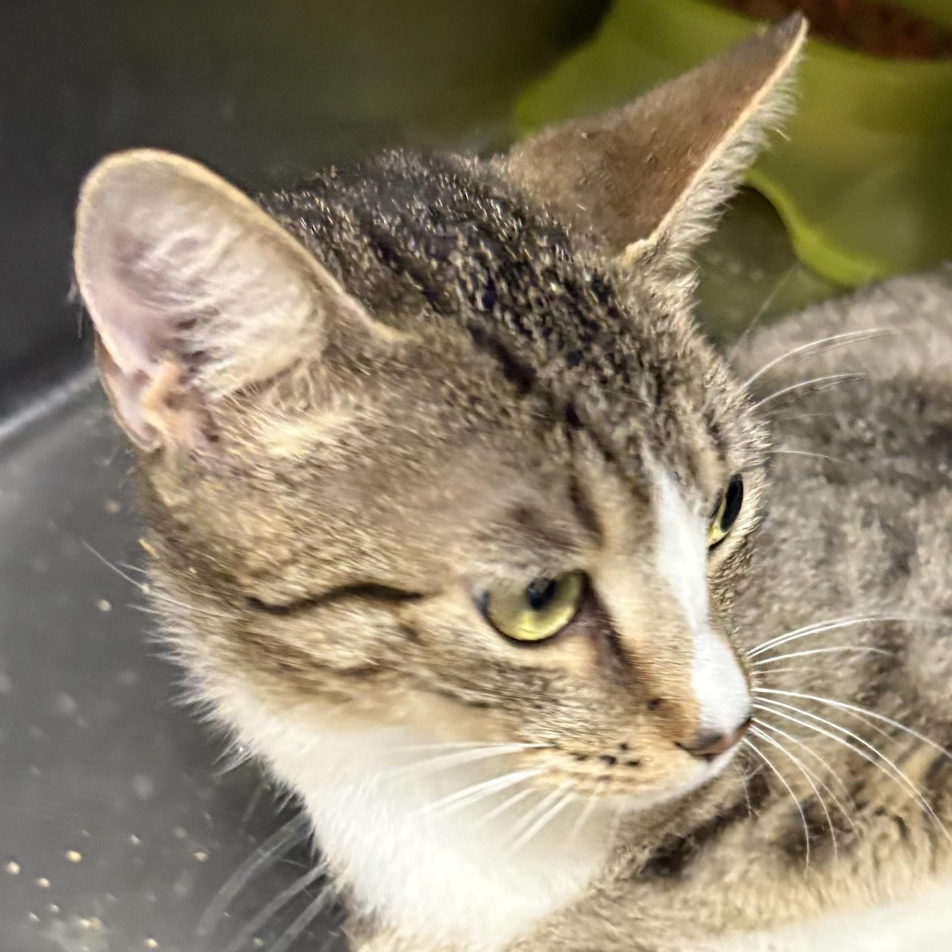 Enlarge Maddie, a Adoptable Domestic Short Hair in Snow Hill, NC image 1/1