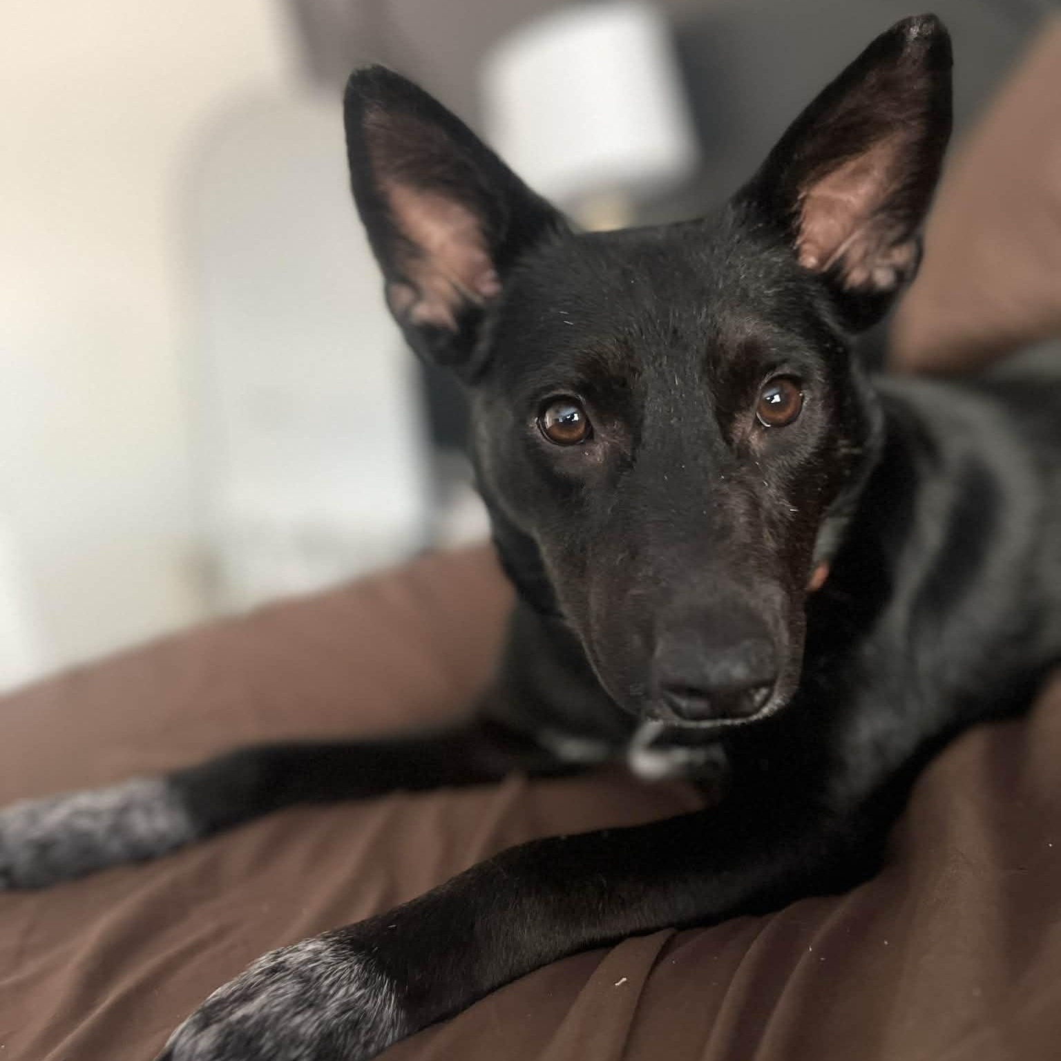 Enlarge Cocoa , an adopted mixed breed in Jackson , MI image 2/4