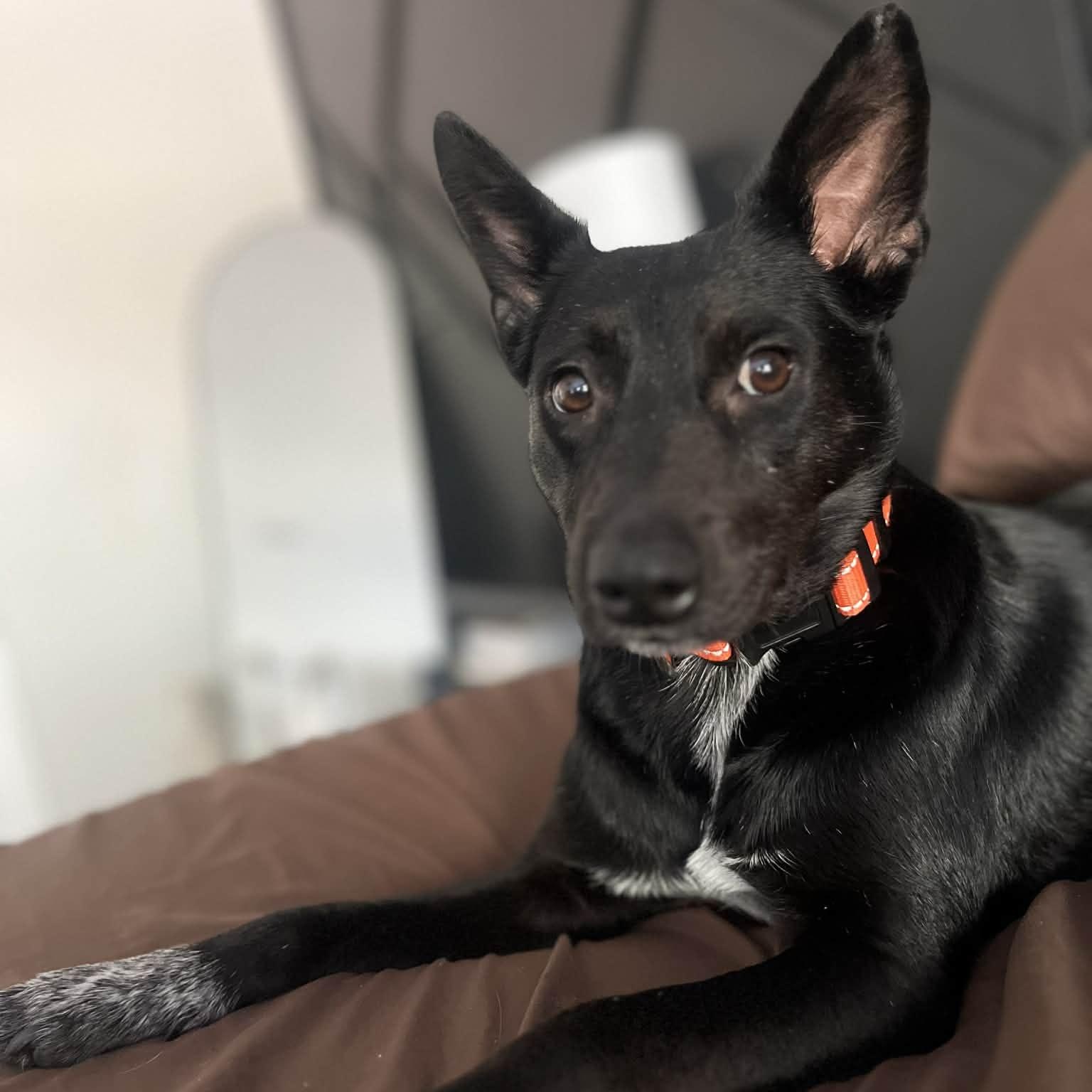 Enlarge Cocoa , an adopted mixed breed in Jackson , MI image 1/4