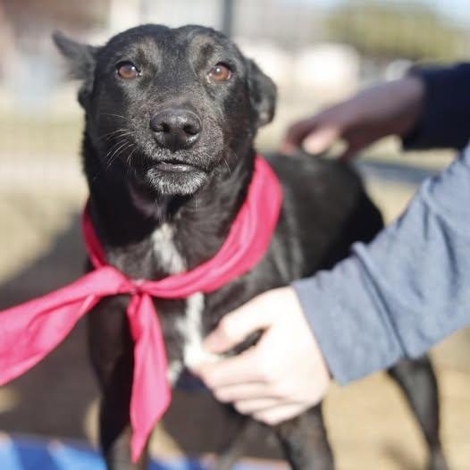 Enlarge Cocoa , an adopted mixed breed in Jackson , MI image 4/4