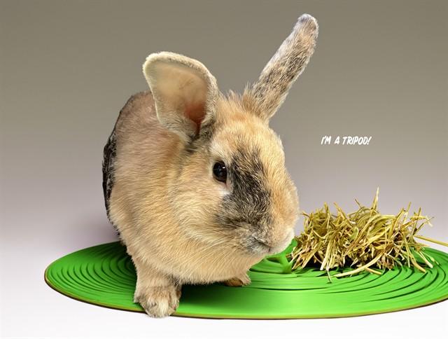 POGO, Adoptable, Young Female Bunny Rabbit.