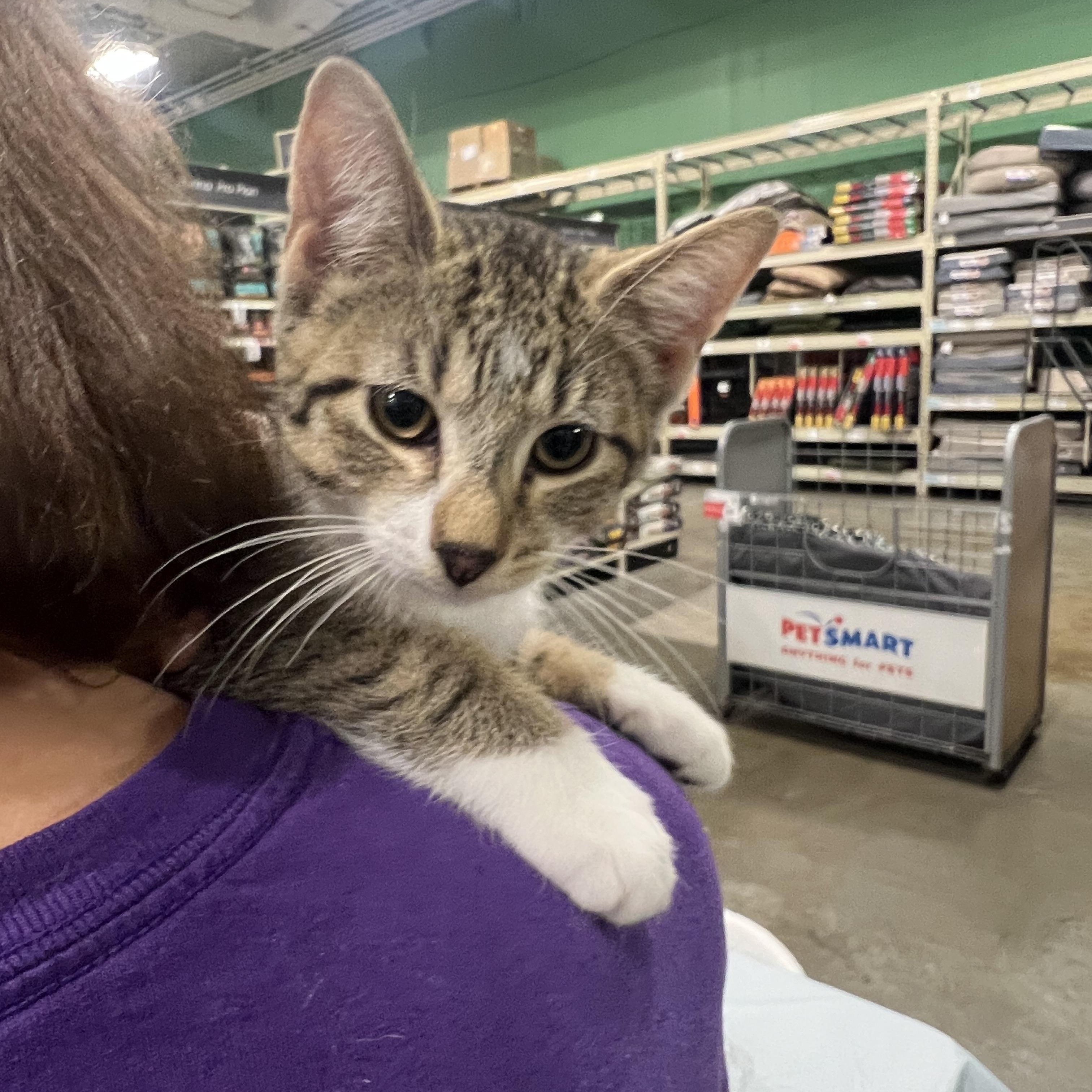Lyla, a Adoptable Domestic Short Hair in Watchung, NJ image 1/2