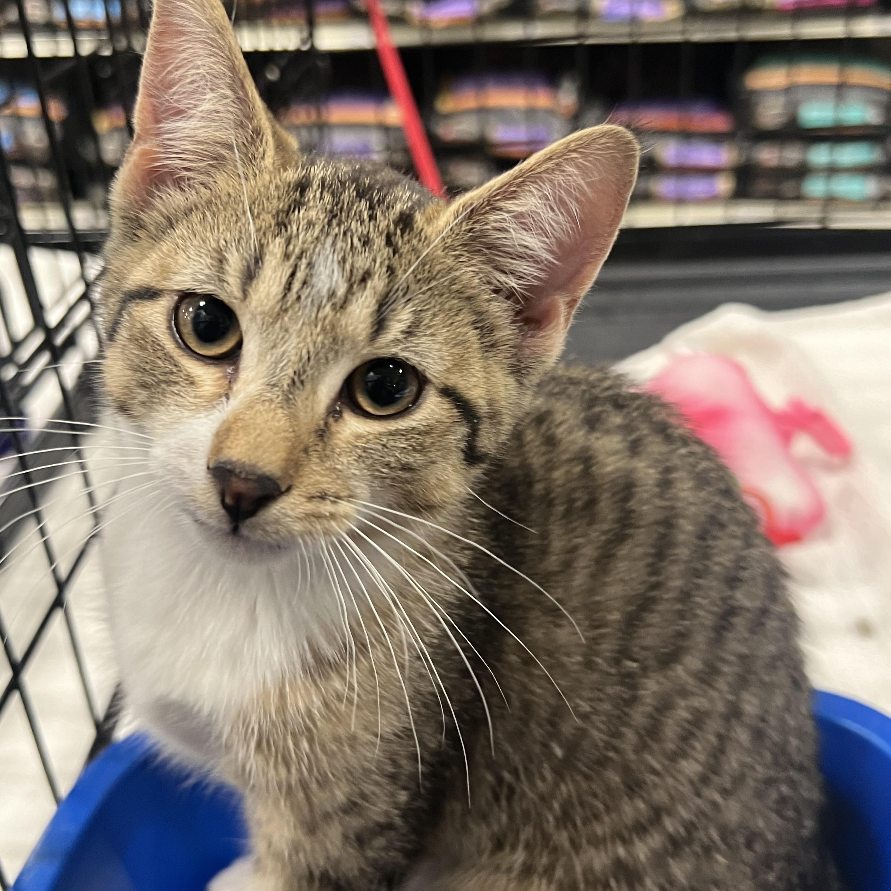 Lyla, a Adoptable Domestic Short Hair in Watchung, NJ image 2/2