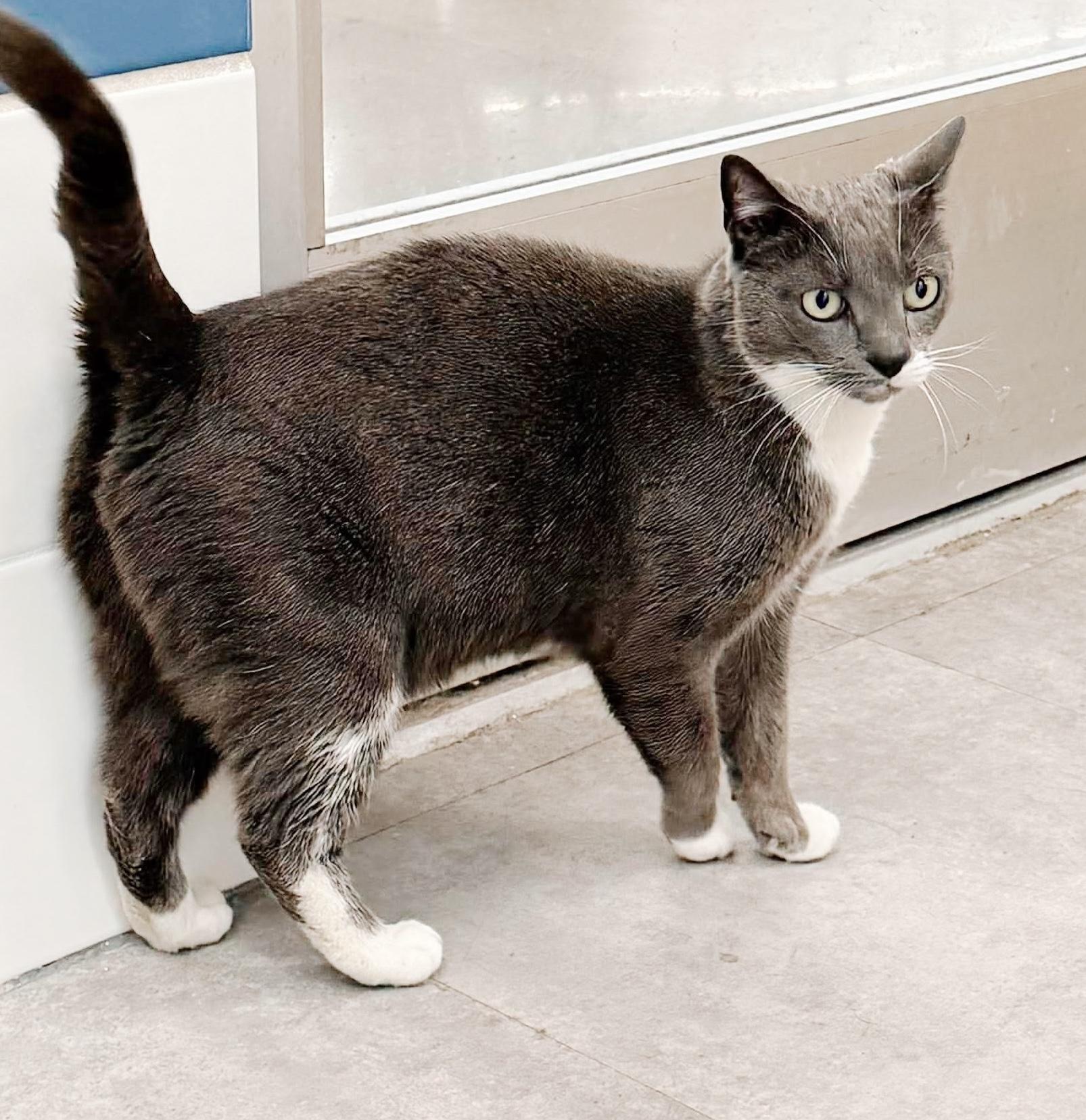Enlarge Chairman Socks, an adopted mixed breed in Philadelphia, PA image 1/6