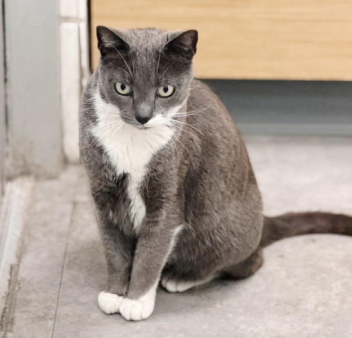 Enlarge Chairman Socks, an adopted mixed breed in Philadelphia, PA image 3/6