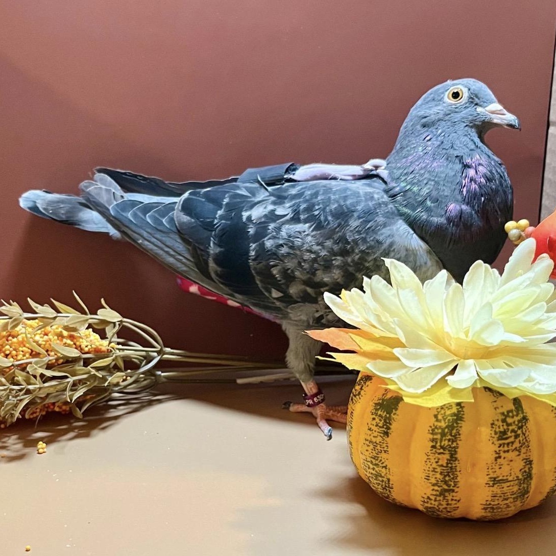 Enlarge Violetto, a Adoptable Pigeon in Chicago, IL image 2/6