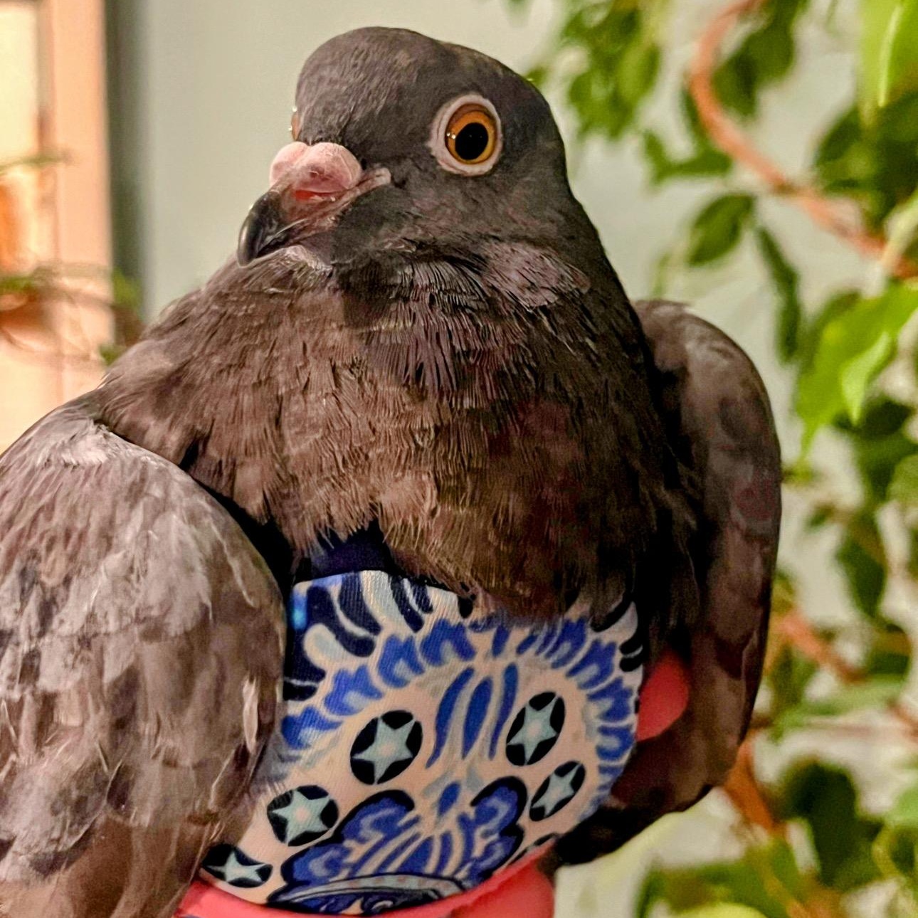 Enlarge Violetto, a Adoptable Pigeon in Chicago, IL image 3/6