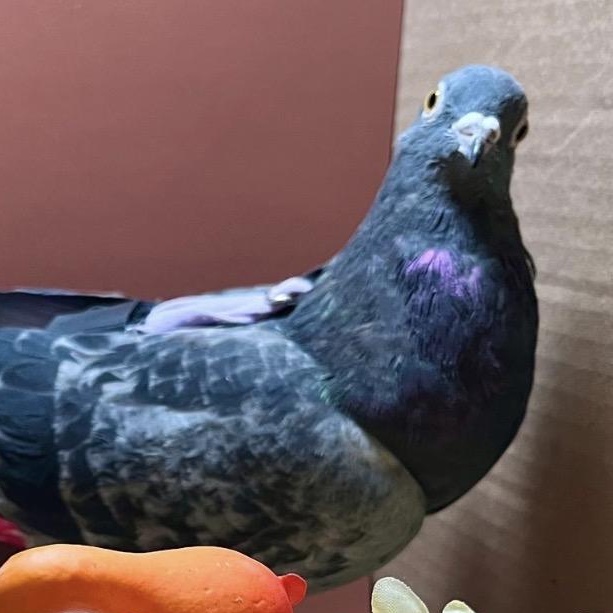 Enlarge Violetto, a Adoptable Pigeon in Chicago, IL image 4/6