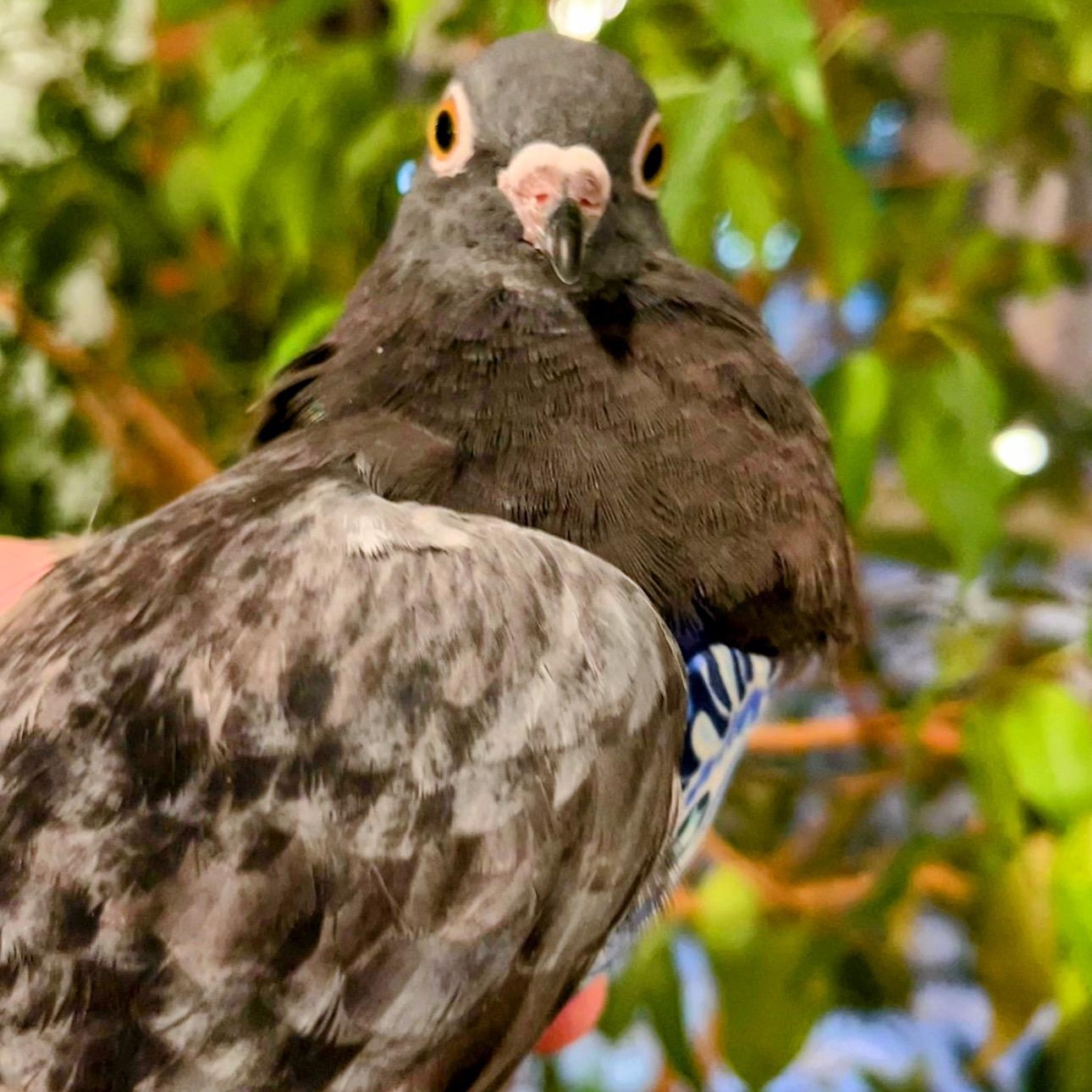 Enlarge Violetto, a Adoptable Pigeon in Chicago, IL image 5/6