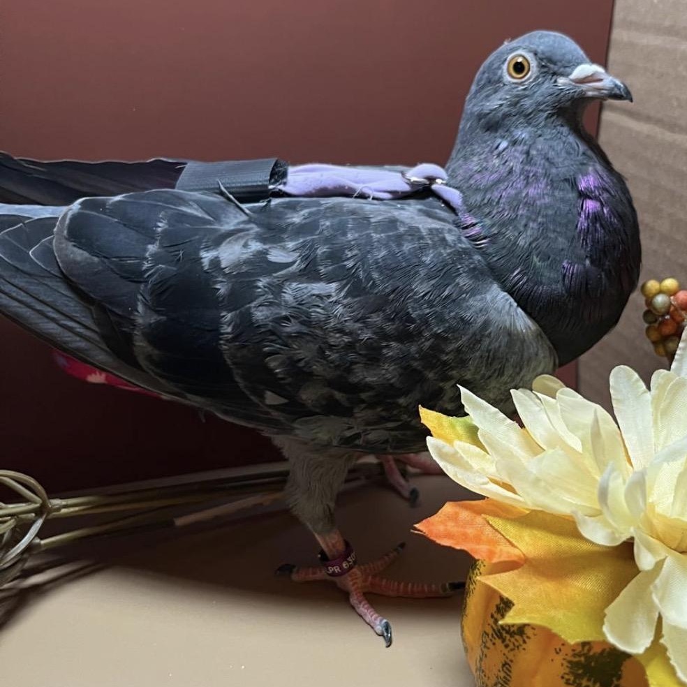 Violetto, Adoptable, Adult Male Pigeon.