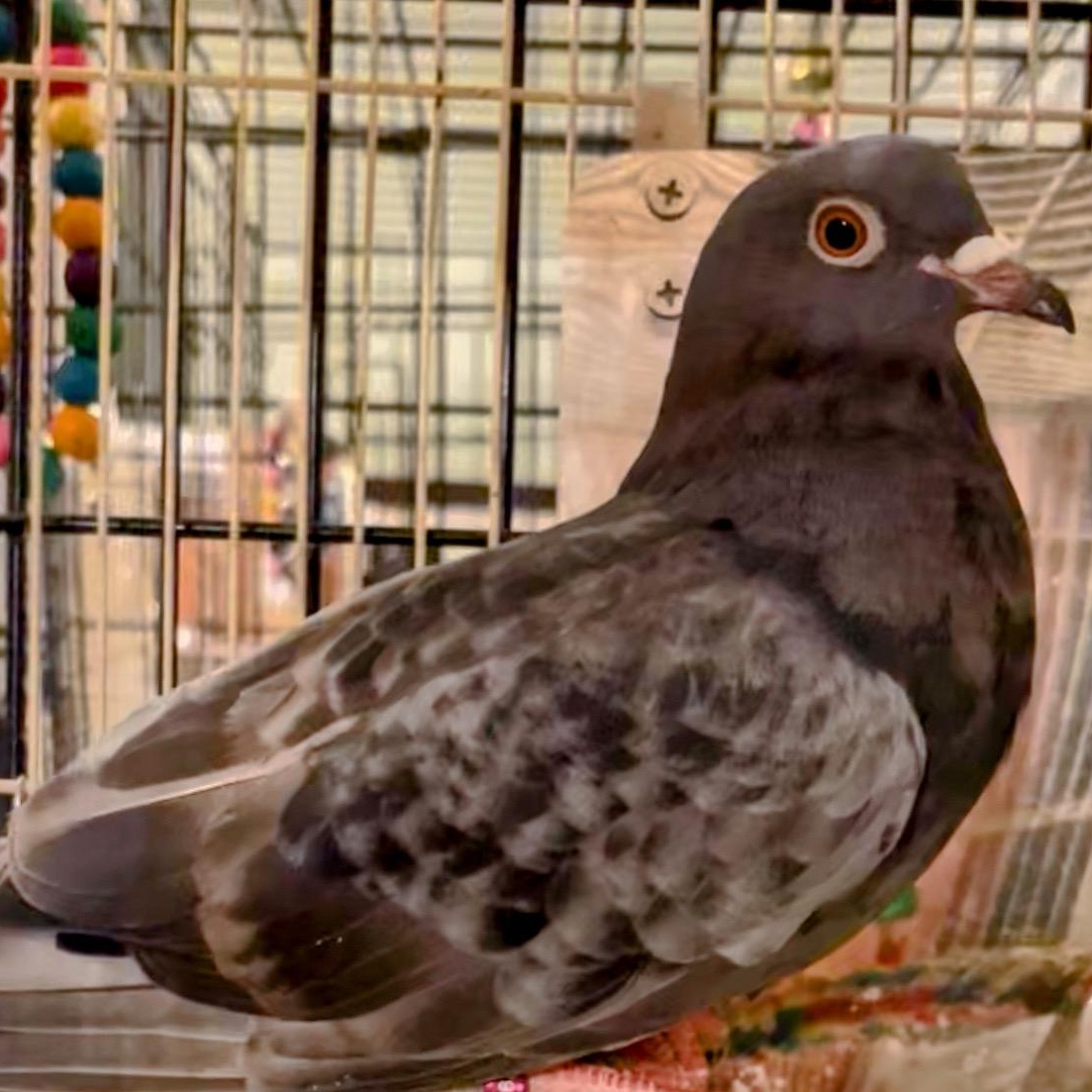 Enlarge Violetto, a Adoptable Pigeon in Chicago, IL image 6/6