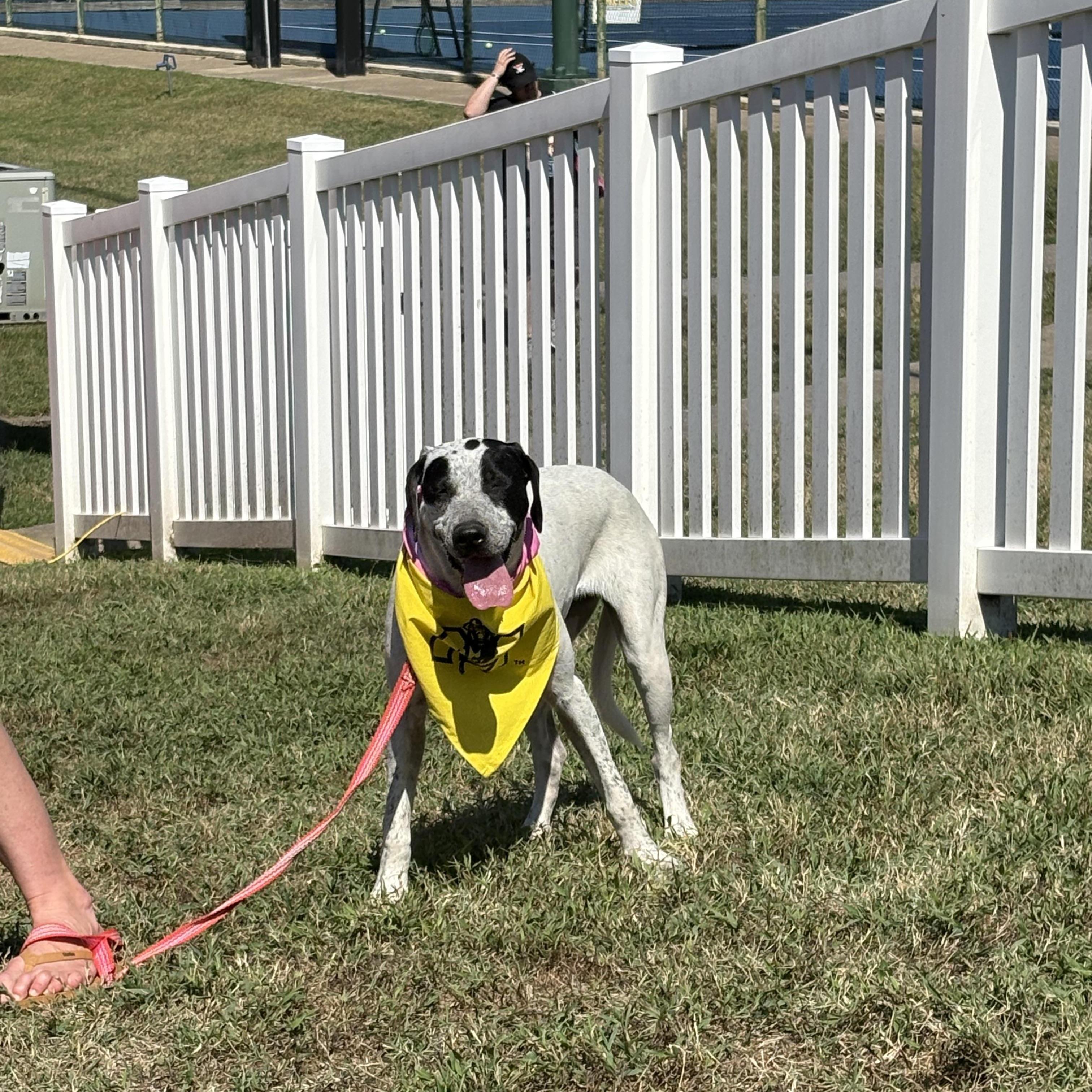Heart, a Adoptable mixed breed in Murray, KY image 2/6