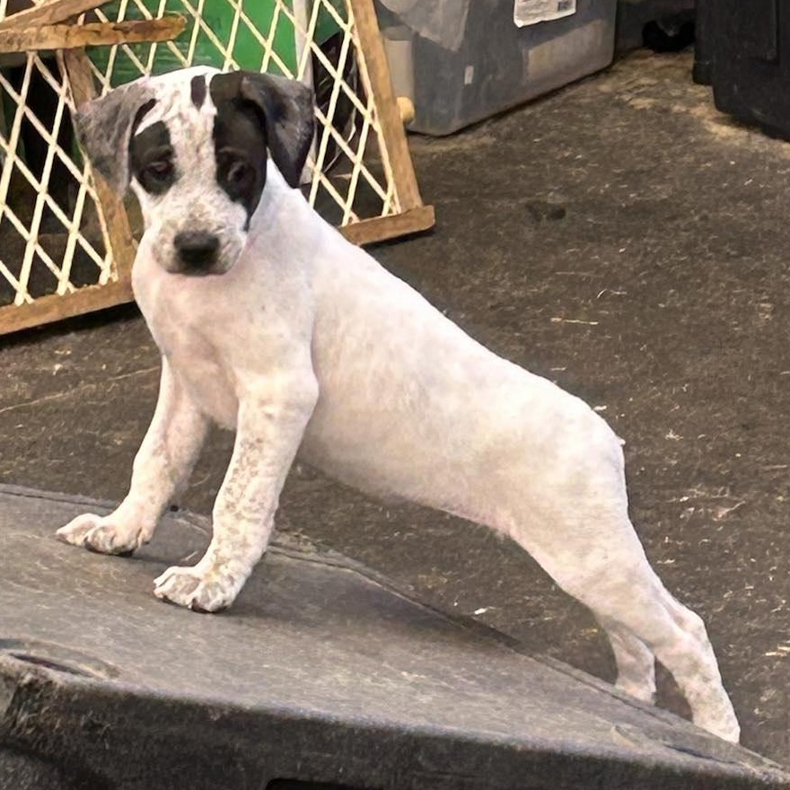 Heart, a Adoptable mixed breed in Murray, KY image 4/6