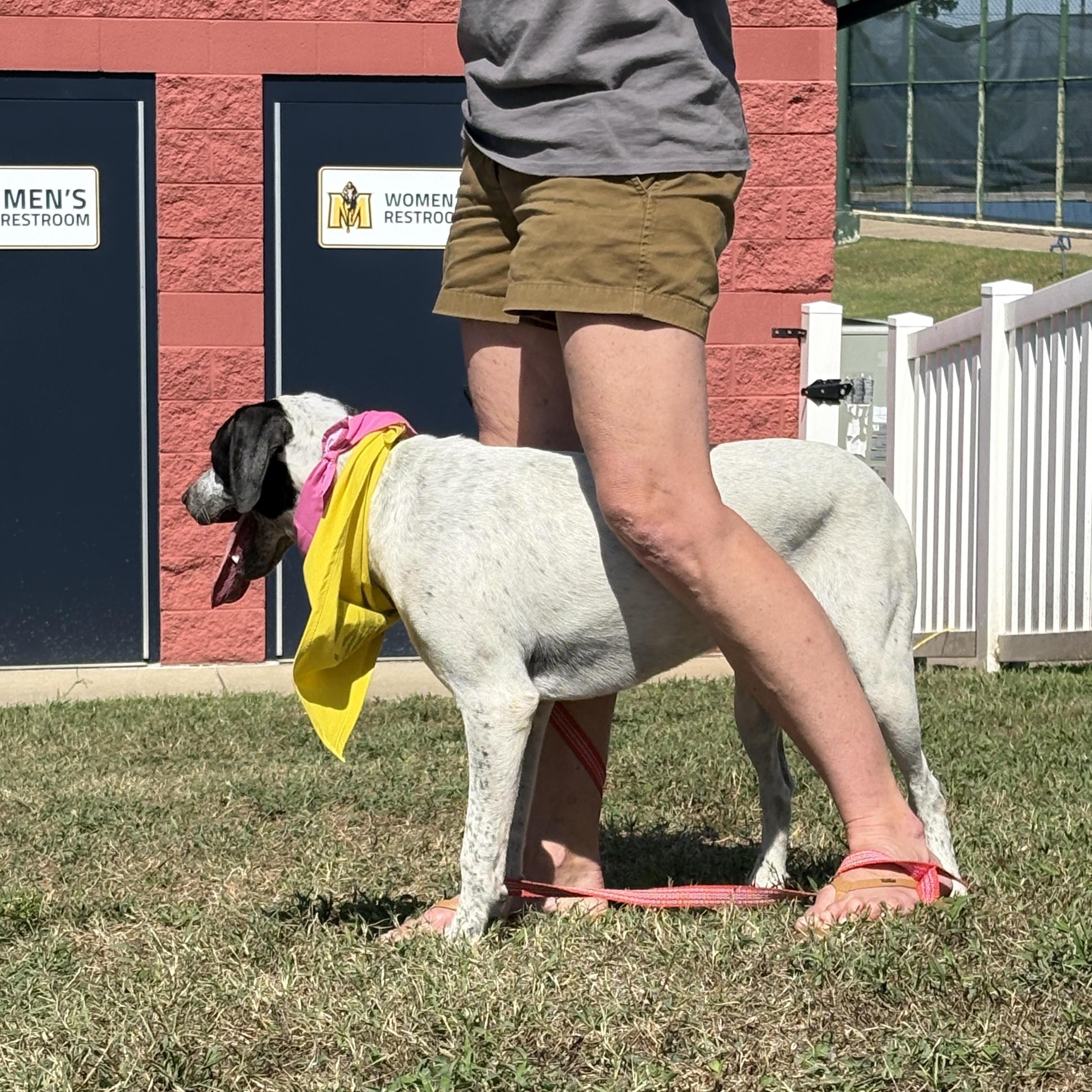 Heart, a Adoptable mixed breed in Murray, KY image 3/6