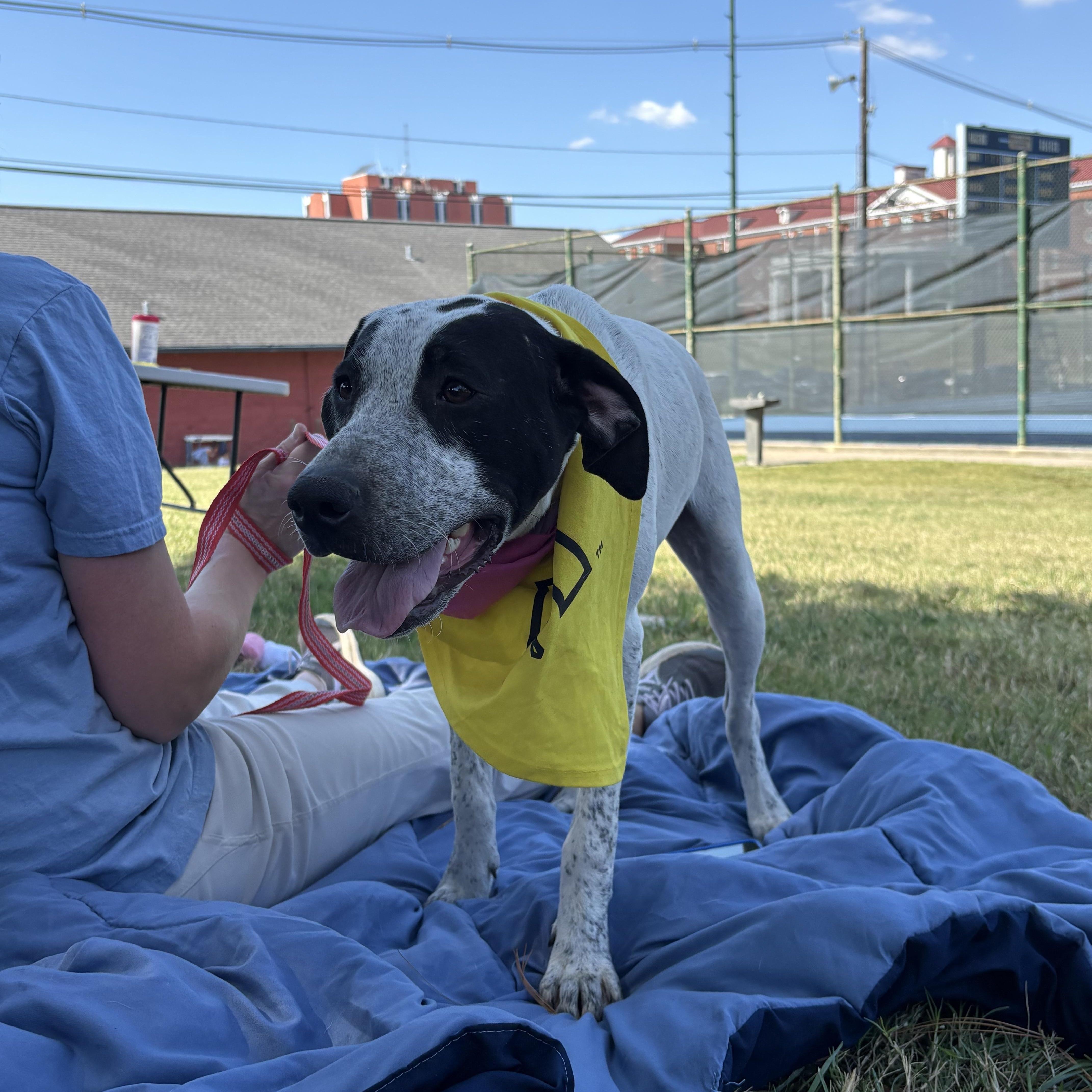 Heart, a Adoptable mixed breed in Murray, KY image 1/6
