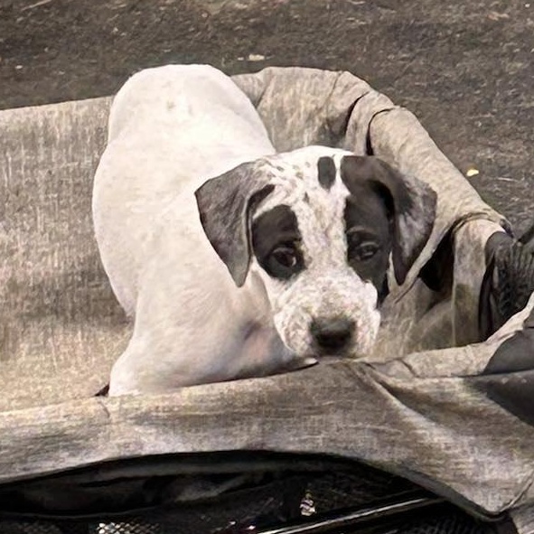 Heart, a Adoptable mixed breed in Murray, KY image 5/6