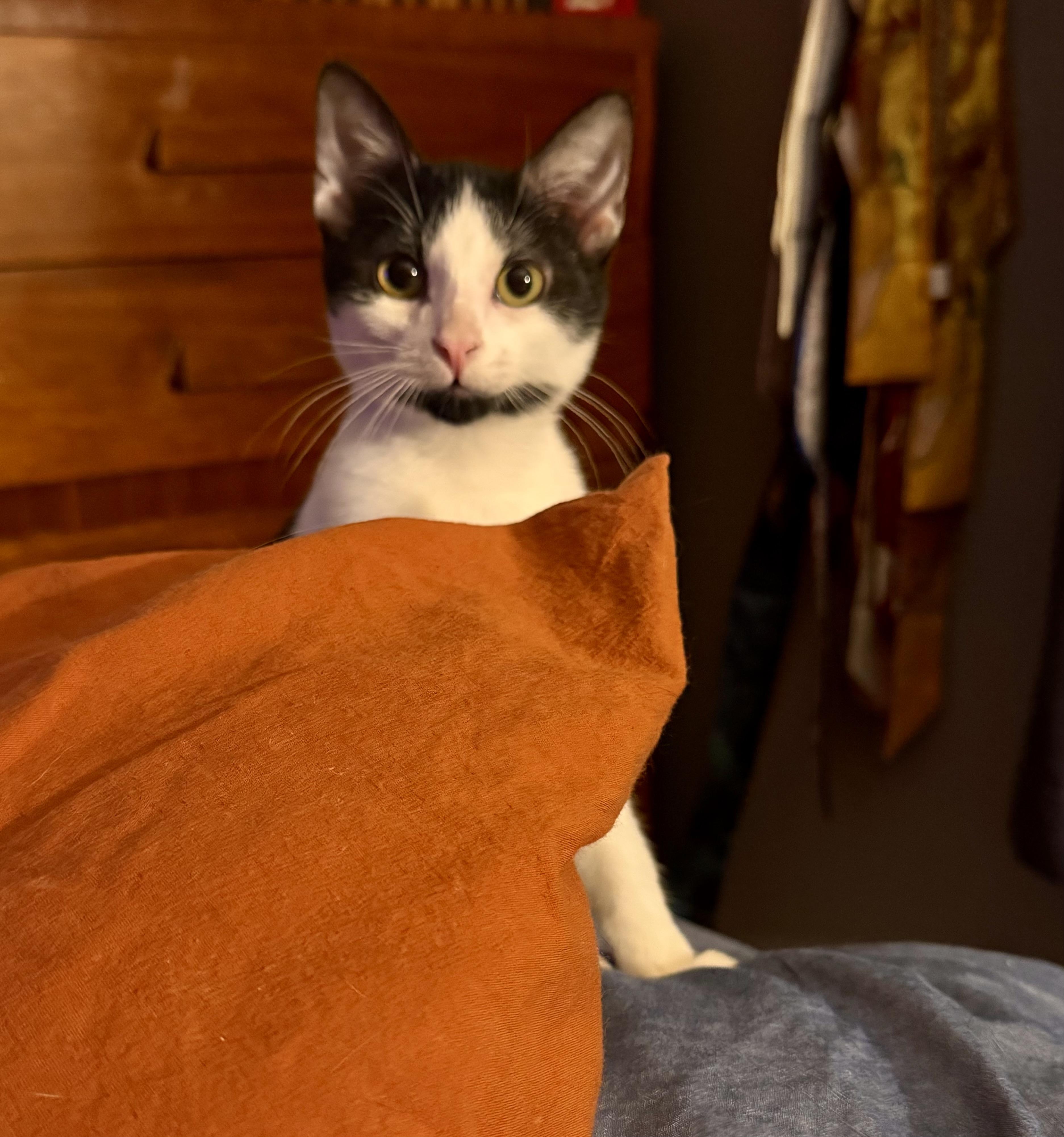 Pebbles, Adoptable, Kitten Male Domestic Short Hair.