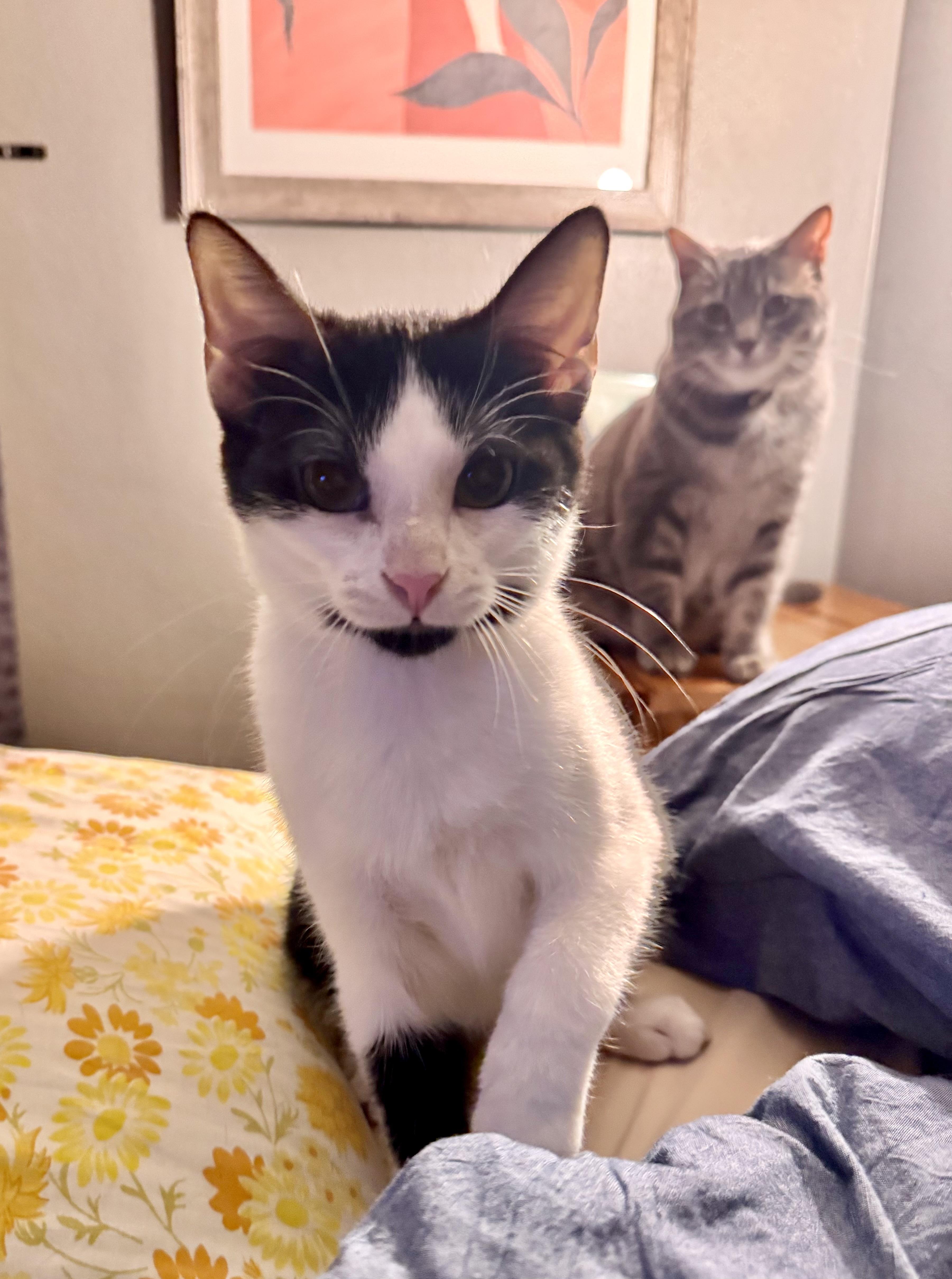 Enlarge Pebbles, a Adoptable Domestic Short Hair in Mineral Point, WI image 4/5