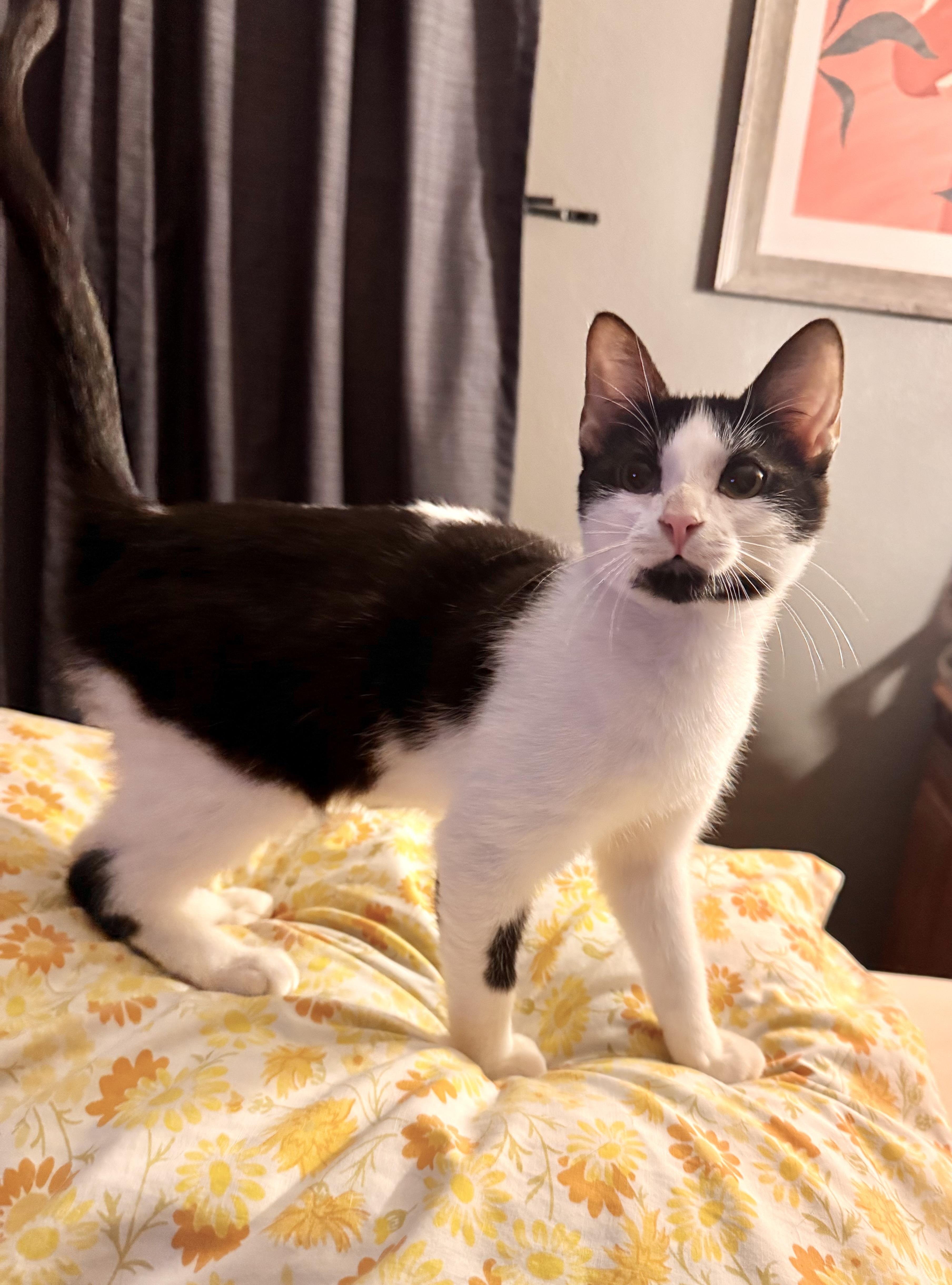 Enlarge Pebbles, a Adoptable Domestic Short Hair in Mineral Point, WI image 5/5