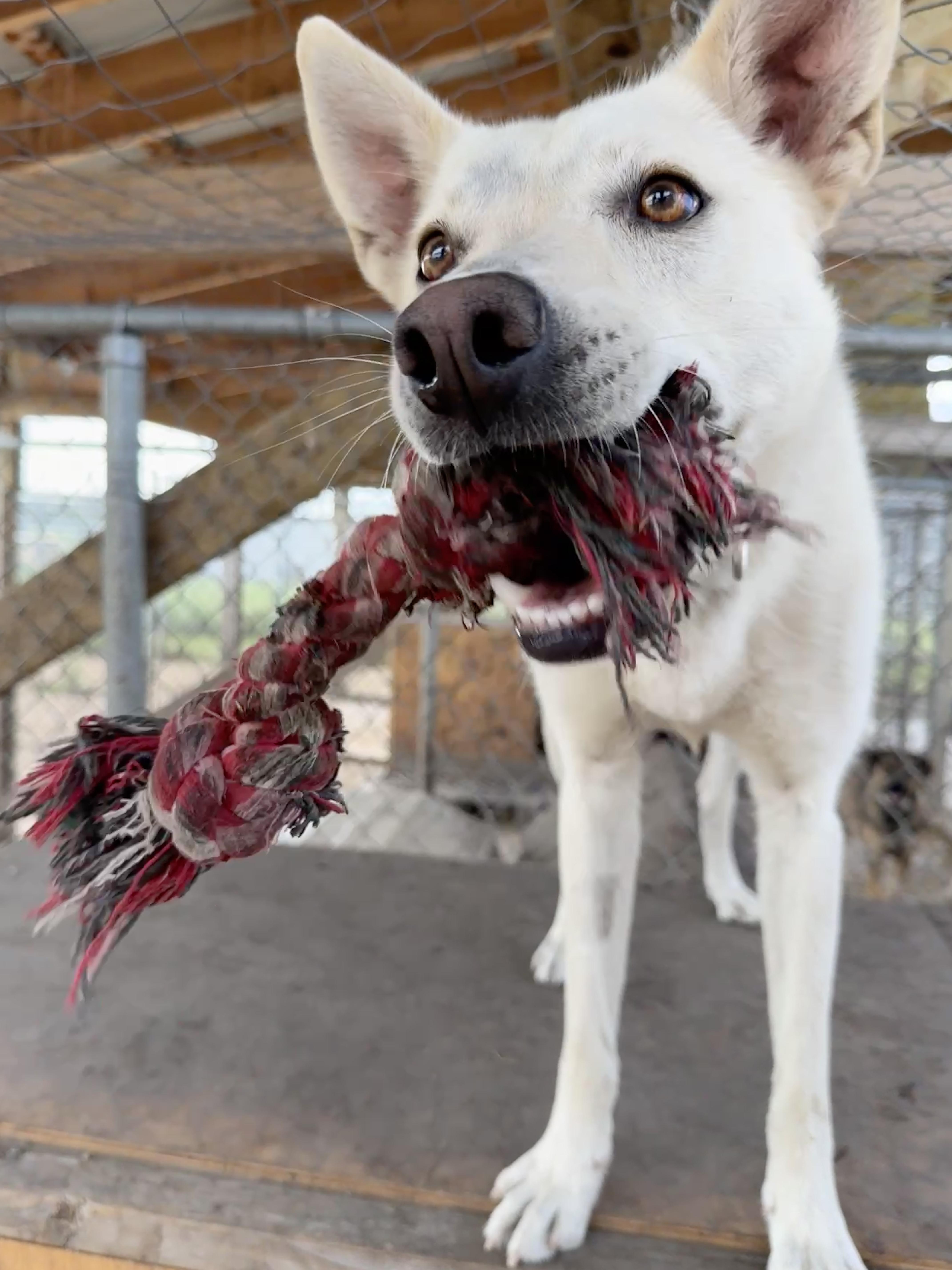 Enlarge Koa -SPONSORED ADOPTION , a Adoptable mixed breed in Meadow Lake, SK image 5/6
